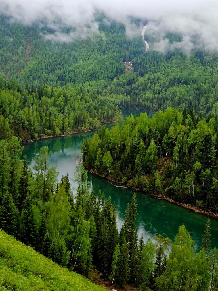 Mountain river winding through a lush green forest